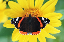 Schmetterlinge bestimmen:
