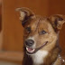 Ο σκύλος που συγκίνησε εκατομμύρια ανθρώπους σε λίγες μόλις ημέρες (βίντεο) 
