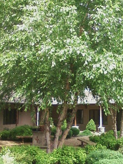 Poor Clare Heart Ponderings Garden Update By Pictures
