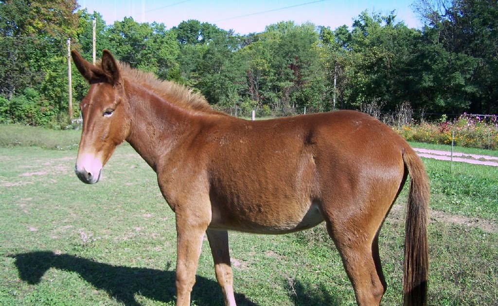 Lemon Harangue Pie The literary significance of dead mules