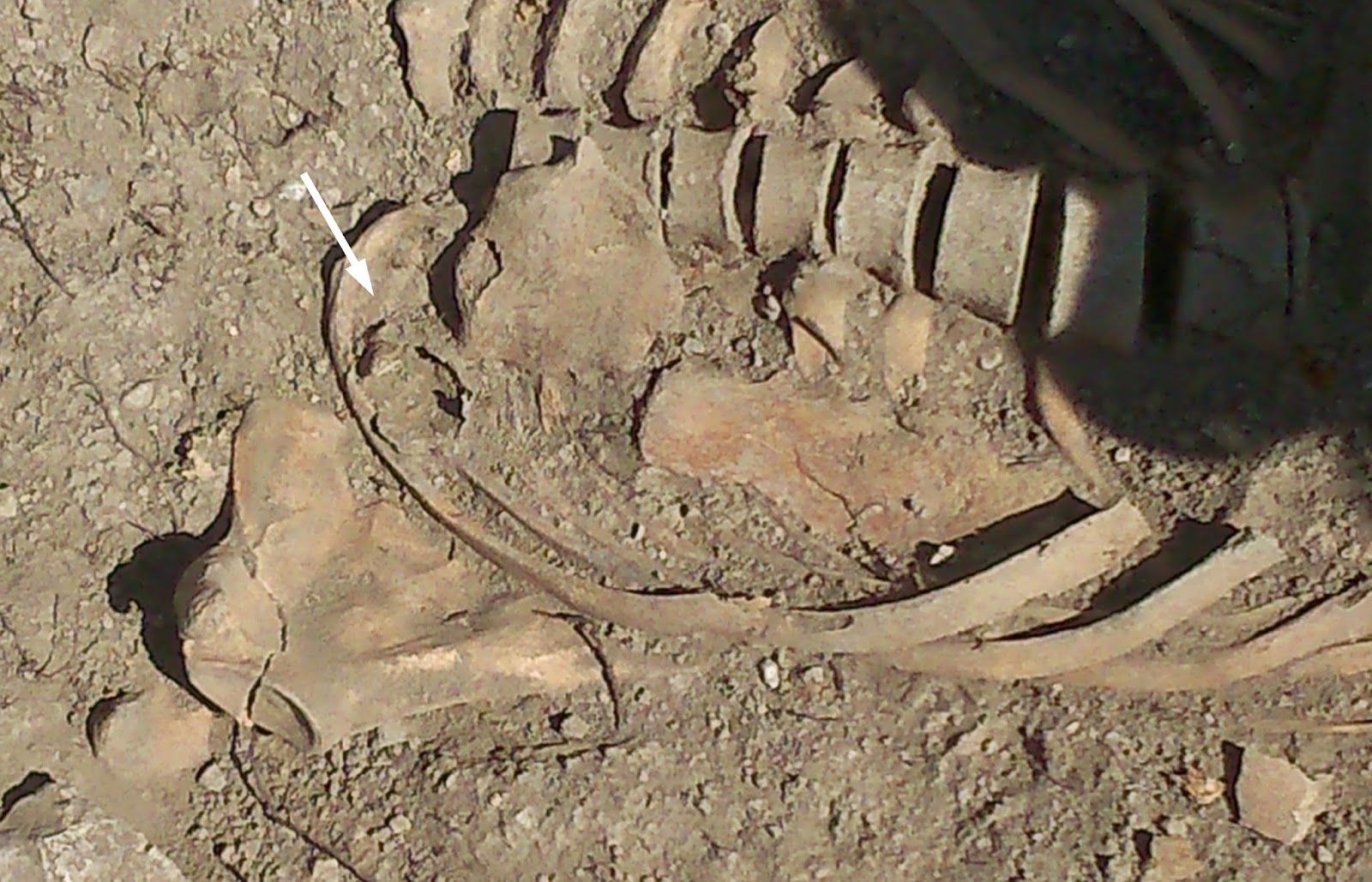 VIII Curso de Paleopatología