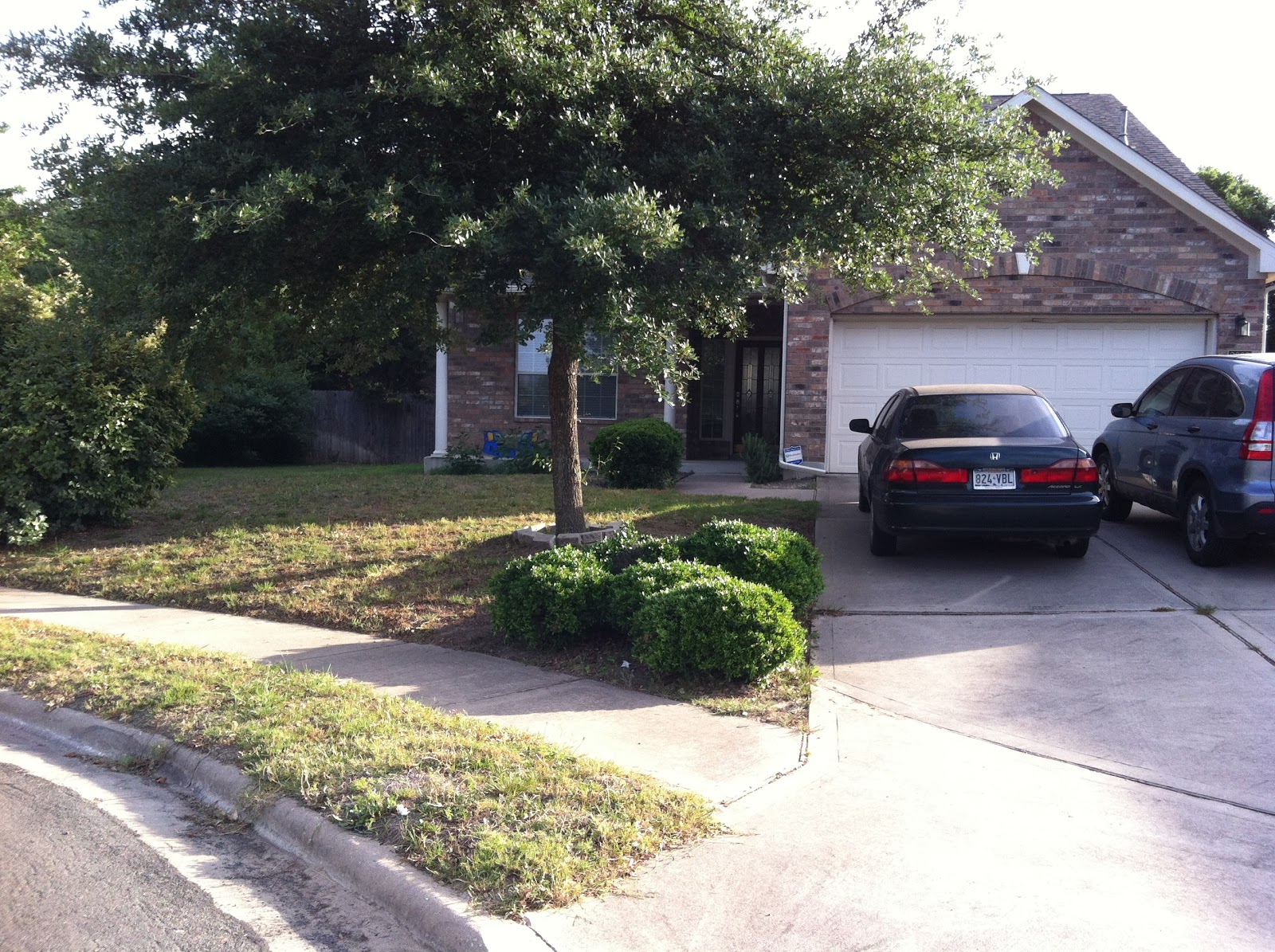 Butterflies Of Singapore Favourite Nectaring Plants 14