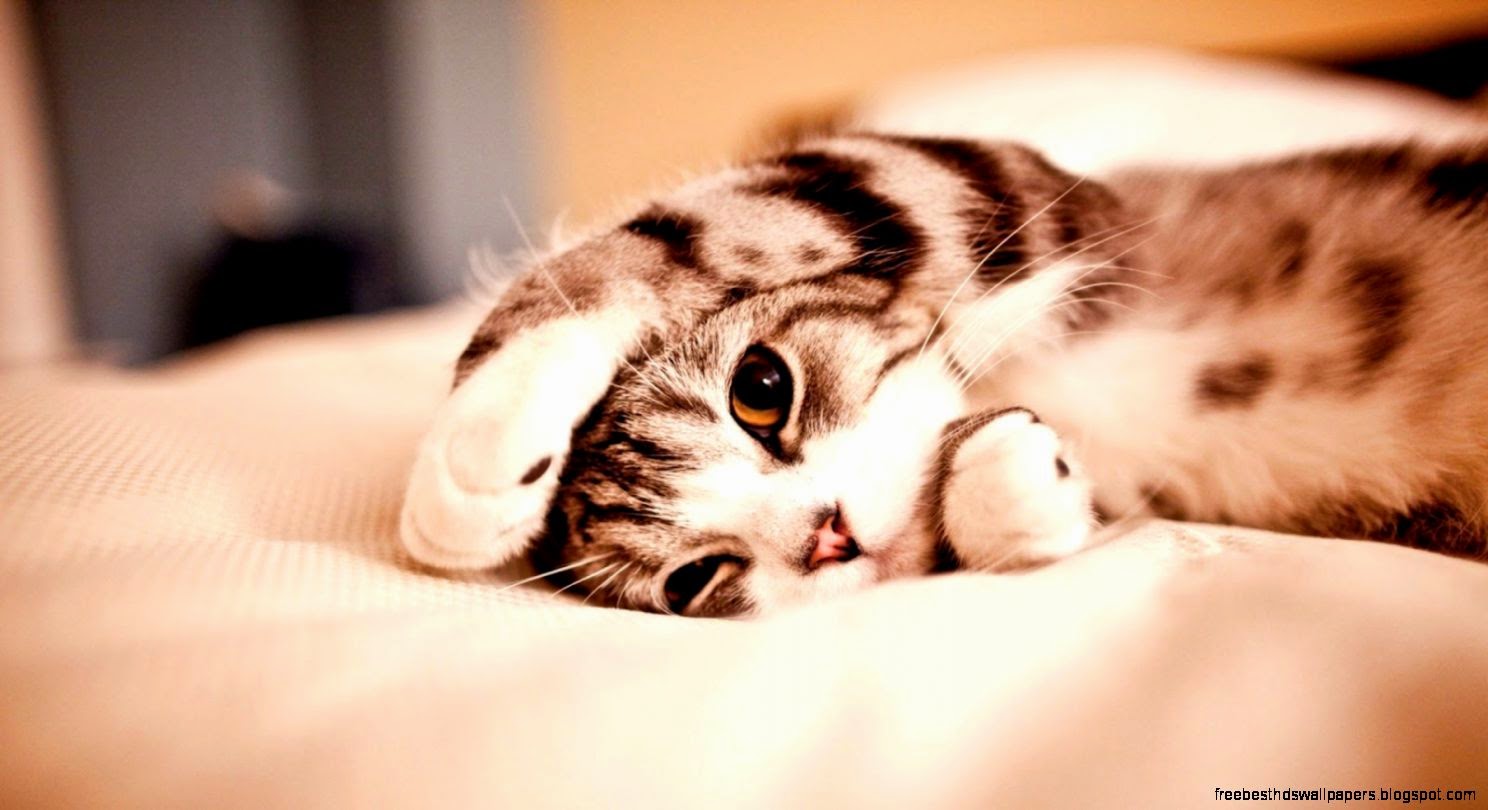 Funny And Cute Cats 4 Free Hd Wallpaper Funny And Cute Cats 4 Free Hd Wallpaper