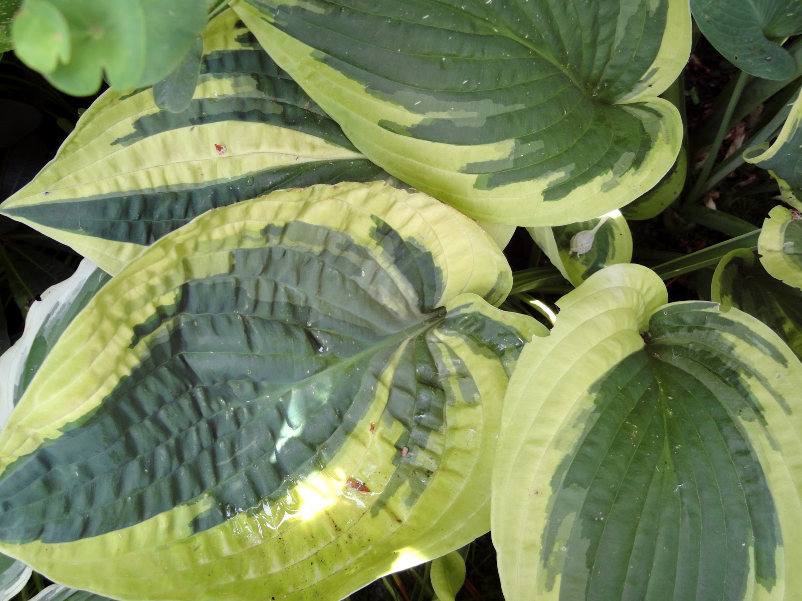 danger garden Foliage Followup…variegation in my garden