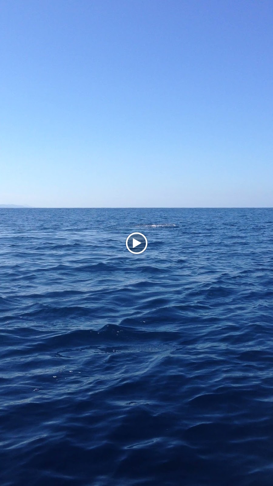 All This Is That: Humpback whales, Pelicans, and boats on a boat trip near Chacala, Nayarit