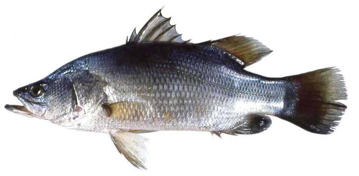 Résultat de recherche d'images pour "நாறல் மீன்"