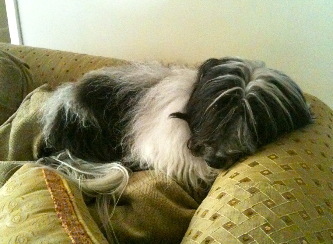 To Dog With Love What To Do If Your Dog is Wheezing