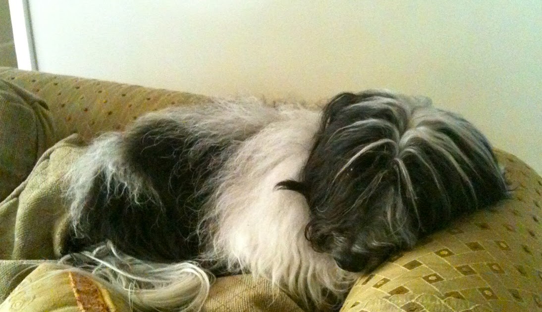 To Dog With Love What To Do If Your Dog is Wheezing