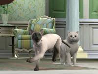 catstory-12.jpg