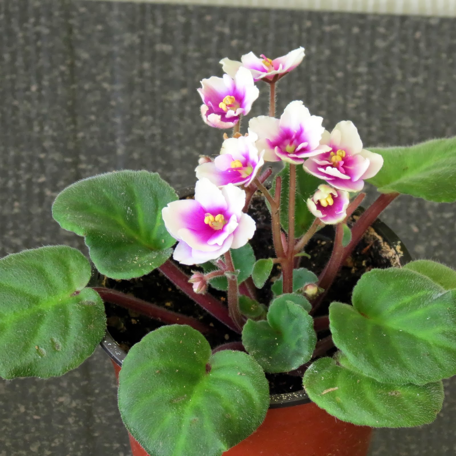 Marilyn's Florida Garden Winter Flowers African Violets