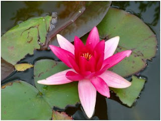 Nenúfar: La flor sagrada - Rosa sobre agua