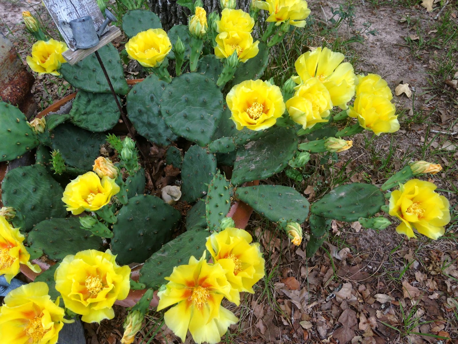 Every Little Birdie The Yellow Rose of Texas