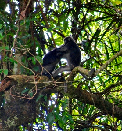 Two Monkeys Wrestling