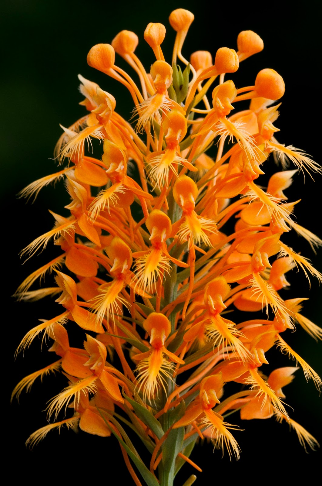 Kentucky Native Plant and Wildlife Plant of the Week Yellow Fringed