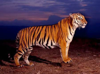 Tigres - Vol.1 (16 Fotos) - Imagenes y Carteles