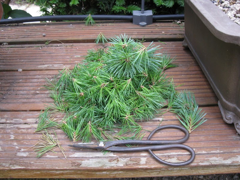 Taille des pousses de l'année des pins sylvestres