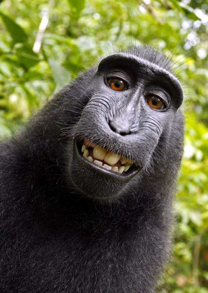 Narsis, Foto Tersenyum Seekor Monyet Hitam Sulawesi yang Mendunia Monyet+Sulawesi0