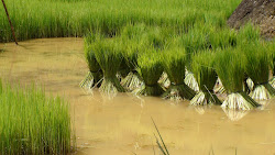 Jeunes plants de riz à transplanter