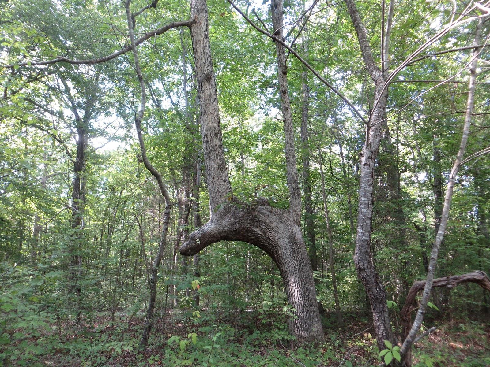 From the Heart . . . B117. My Indian Trail Tree