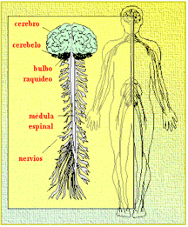 Esteroides y sus efectos en el sistema nervioso