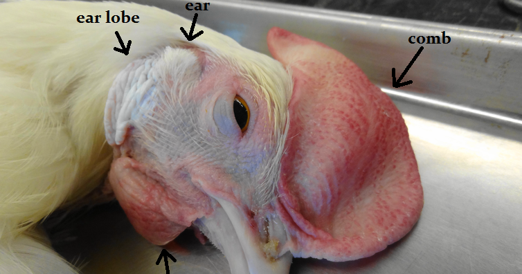 Animal Science Chicken Dissection: External Anatomy