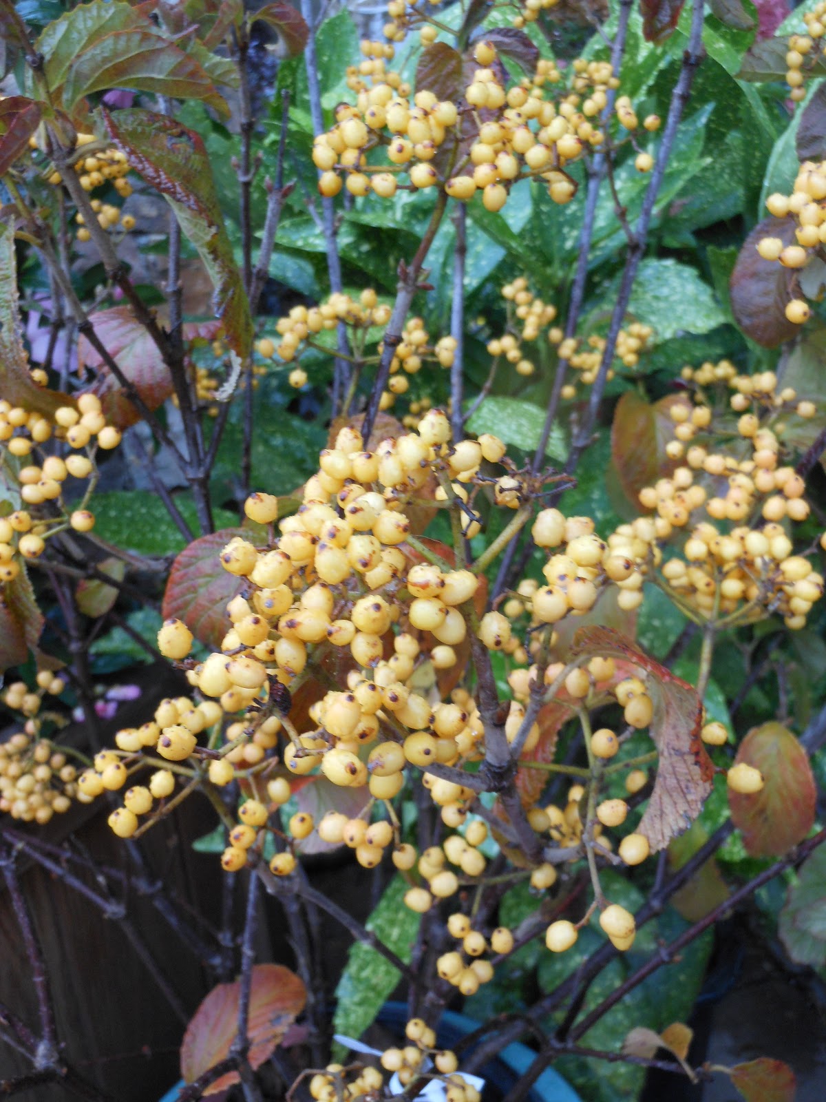 Oh 77 Spring And Summer Plant Identification Viburnum X Davidii