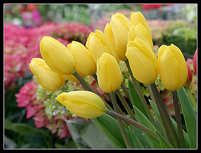 Tulipanes