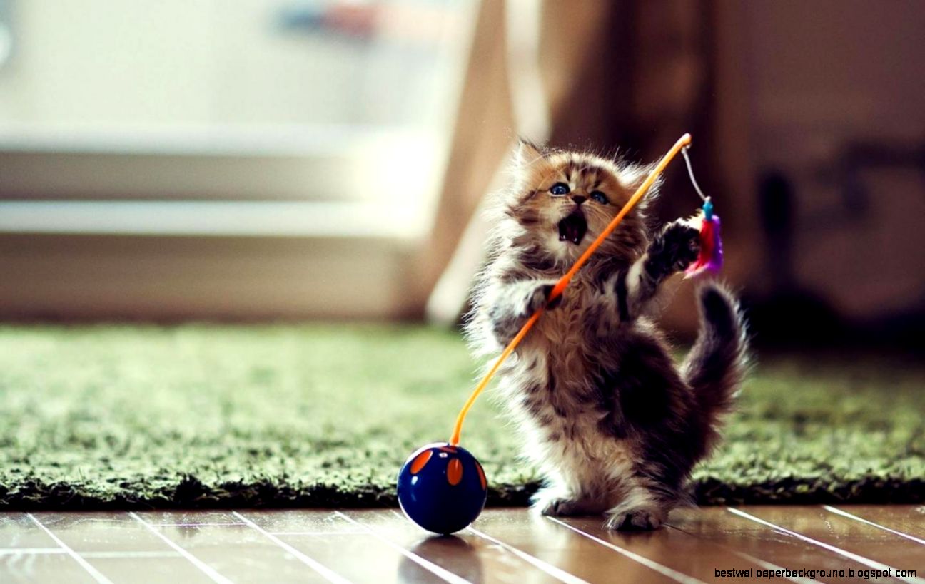 Cute Kitten Wallpaper Android Apps on Google Play Cute Kitten Wallpaper Android Apps on Google Play