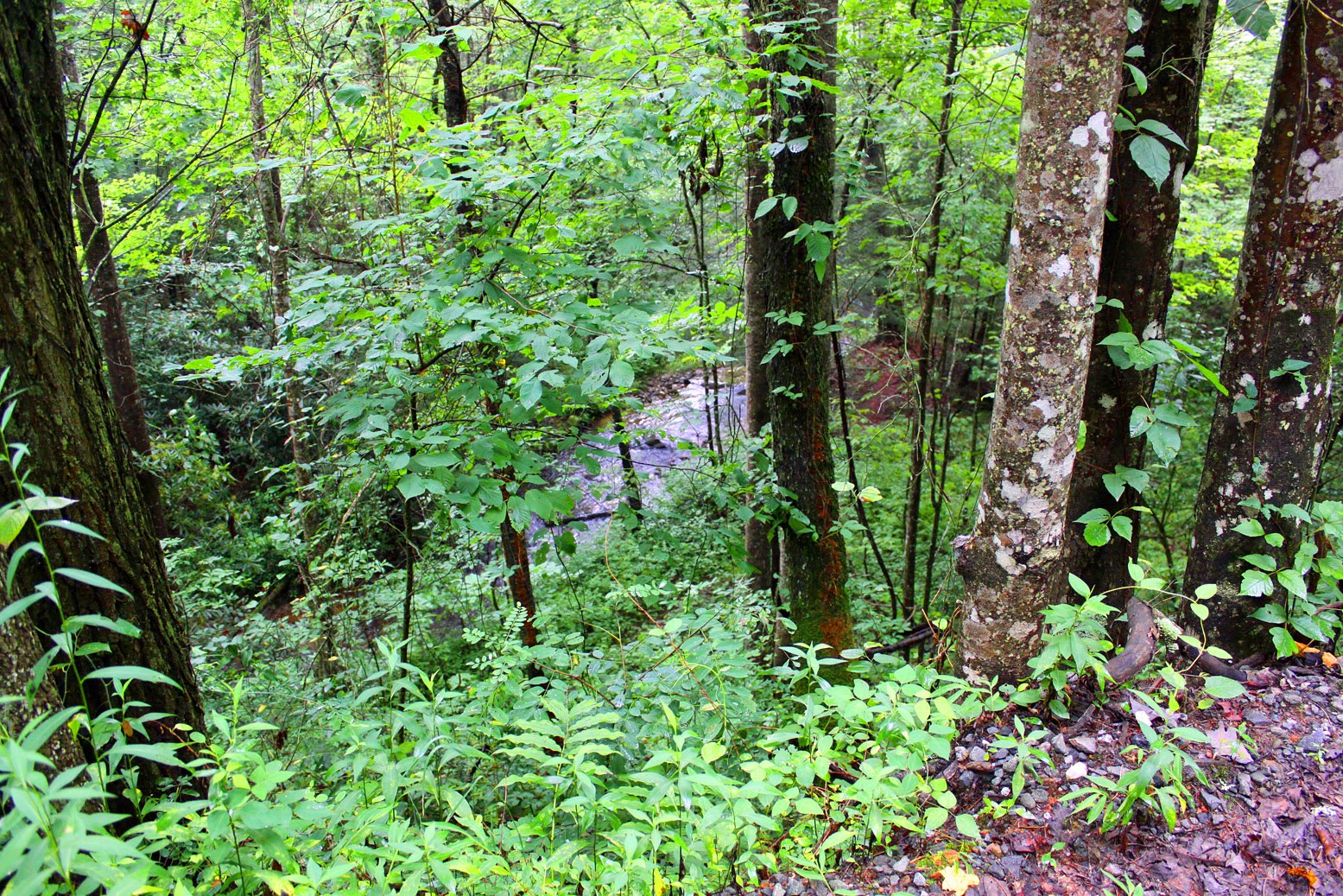 fall branch Located in the citico creek wilderness, the 13 mile (26 mile round trip) hike to fall branch falls is a gorgeous day hike that features a 70-foot waterfall at the end. fall branch Located in the citico creek wilderness, the 13 mile (26 mile round trip) hike to fall branch falls is a gorgeous day hike that features a 70-foot waterfall at the end.