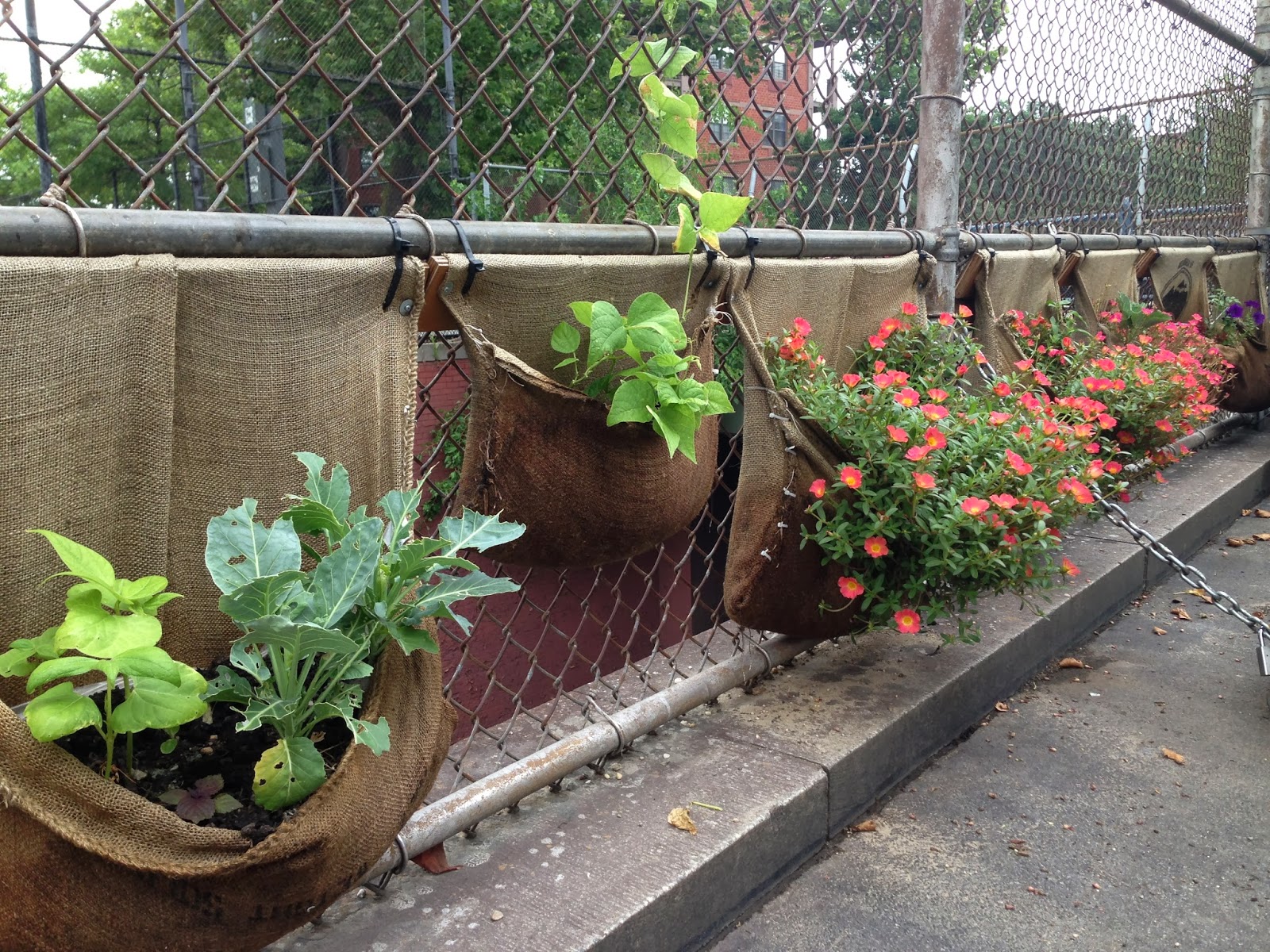 Ecorama Bags from Stumptown in Red Hook Turned into Planters