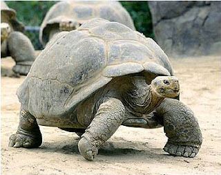 Hewan Galapagos Tortoise Dengan Usia Panjang
