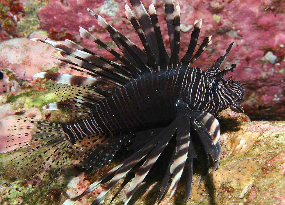Lionfish In Aquarium