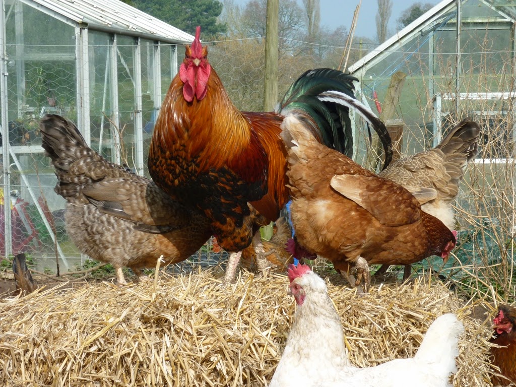 An English Homestead A Bale Of Straw Equals Happy Chickens