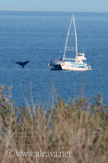 Whales Argentina y la cola de una ballena en cada Avistaje de Ballenas