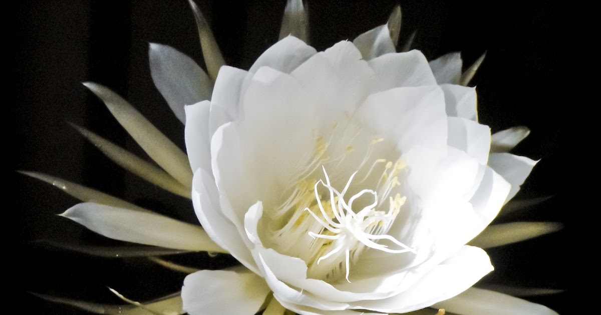 PHOTO REAL Night Blooming Cereus