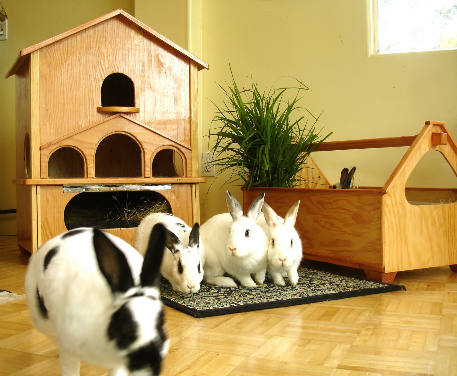 Quest For A Better Rabbit House @ RabbitHouses.net