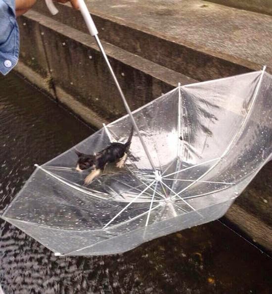 Спасение котенка из придорожного канала Спасение котенка из придорожного канала