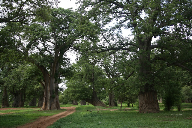 Bosque de Baobabs