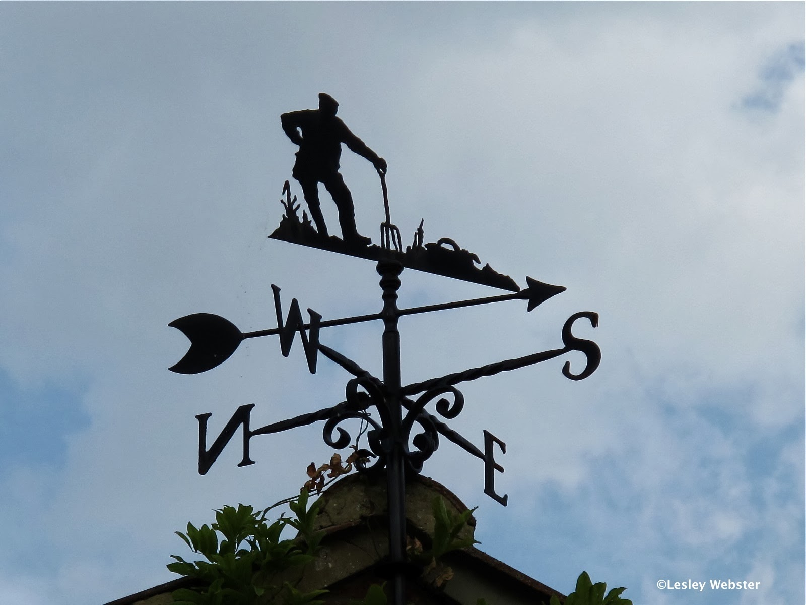 My G Rdening Frenzy Ligustrum Lemon Lime And Clippers