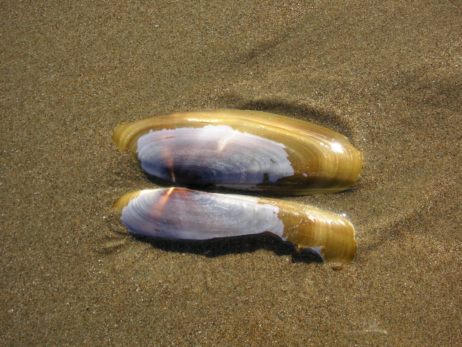 Nature ID Pacific razor clam 10/12/11 Morro Strand Beach