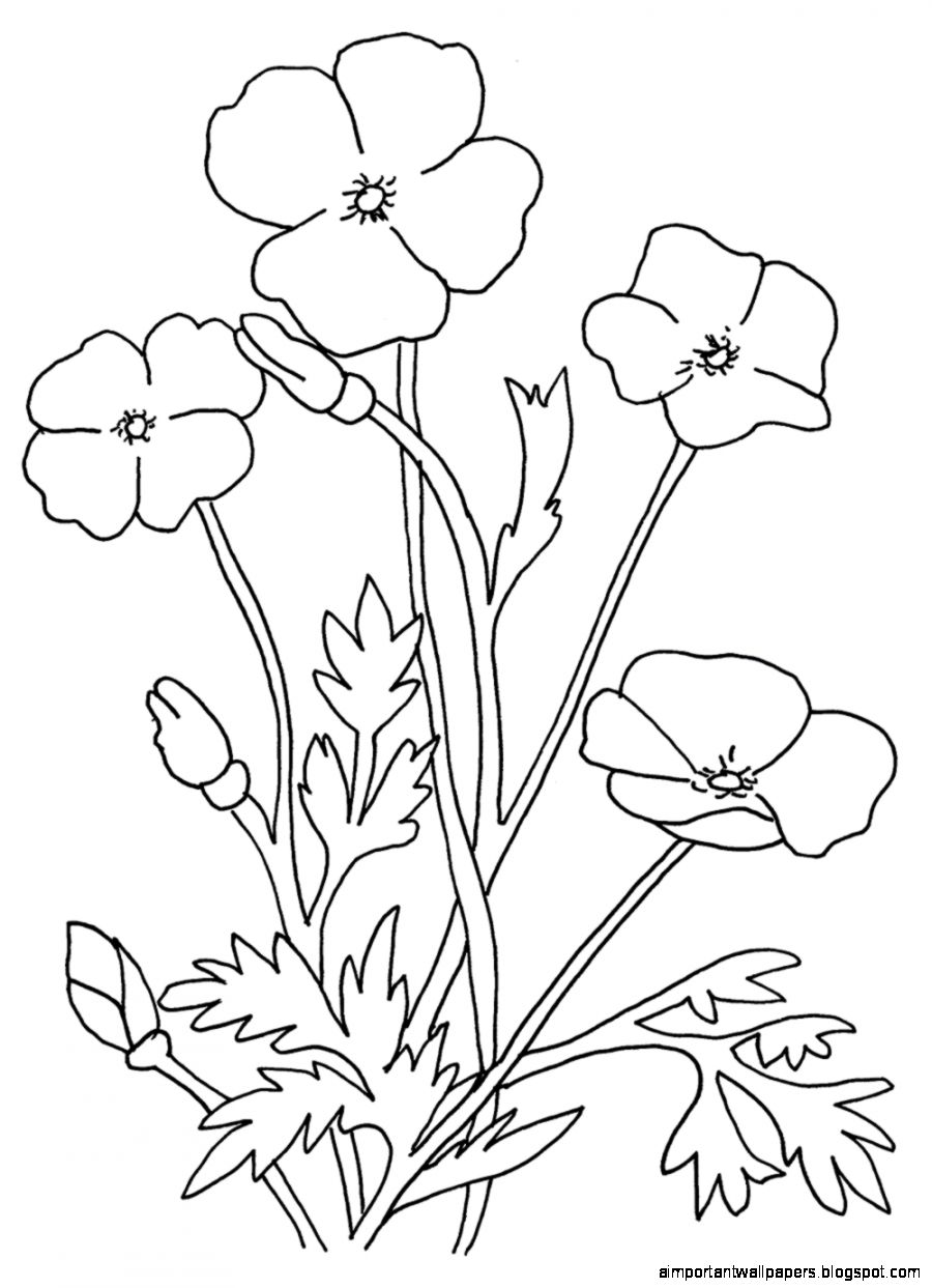 Poppy Flowers Coloring Sheets Jyppe A Quidores Poppy Flowers Coloring Sheets Jyppe A Quidores