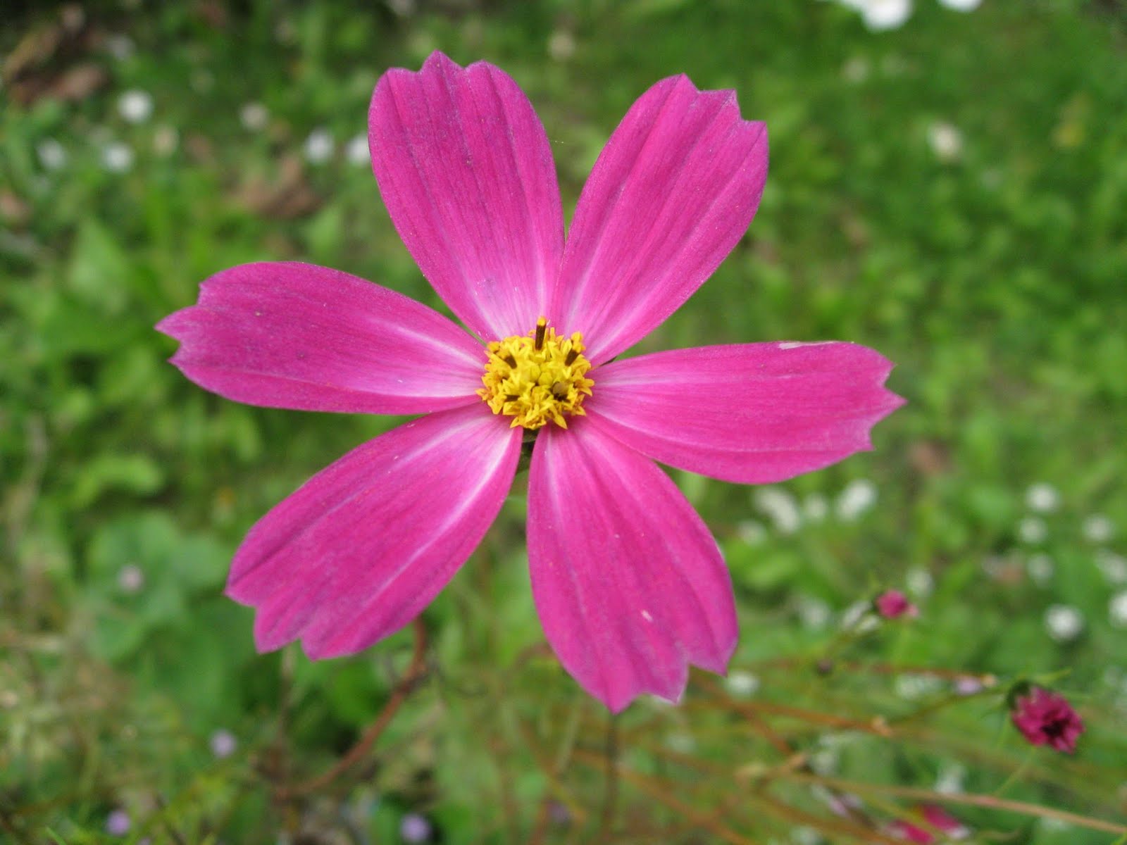 Pink Daisy Flower