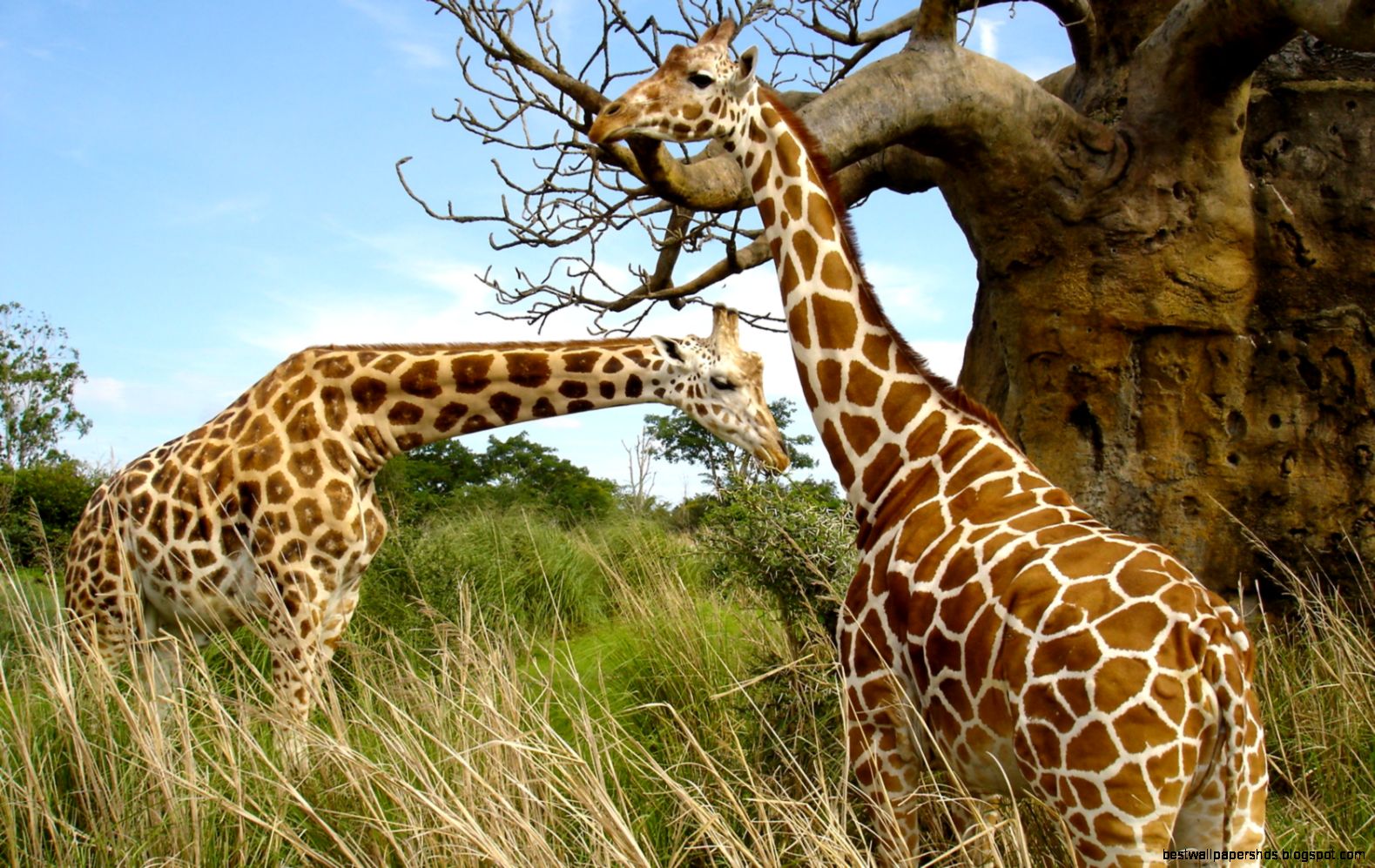 Beautiful Animal Wallpapers HD Pictures One HD Wallpaper Beautiful Animal Wallpapers HD Pictures One HD Wallpaper