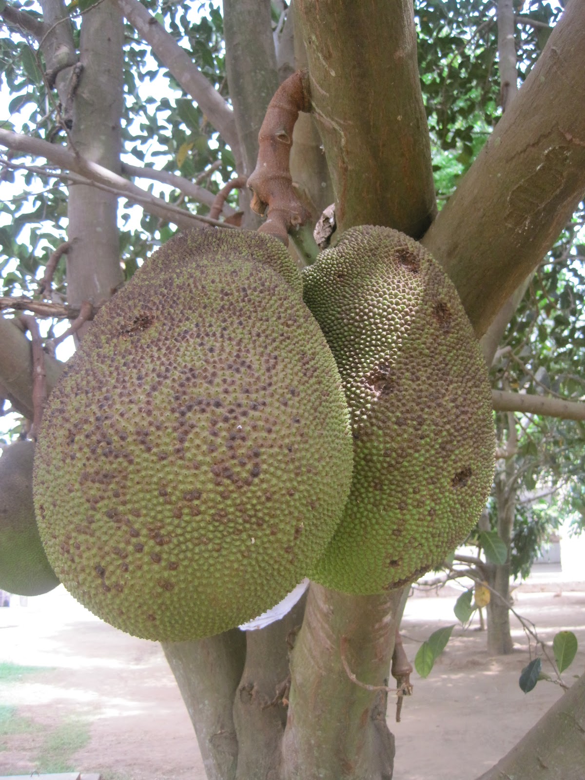 I gon'da Uganda FOOD!!