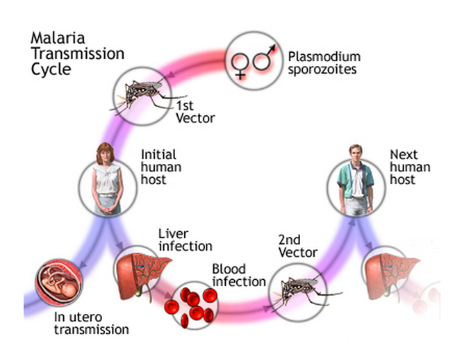 pathophysiology of malaria diagram 55 infectious diseases and antibiotics biology notes pathophysiology of malaria diagram 55 infectious diseases and antibiotics biology notes