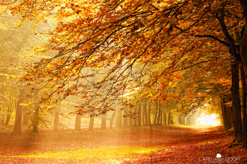 خلفيات اشجار طبيعية 2020 صور غابات طبيعية خضراء