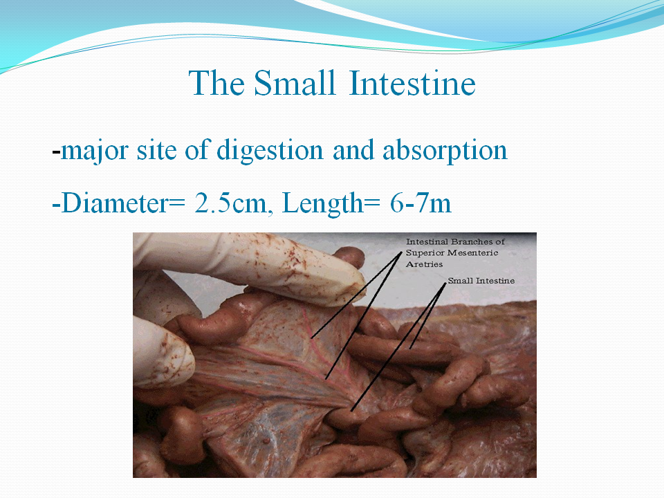 Miss Jeffrey's SBI3C: Tuesday, May 1, 2012