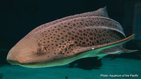 http://3.bp.blogspot.com/-6daNX0PHjH8/TwaJablNOUI/AAAAAAAAD7k/pBSsVhCJzco/s1600/Zebra%2Bshark.jpg