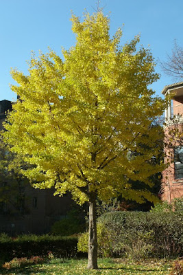 ginkgo biloba yellow fall colour at paul kane house paul jung toronto organic ecological gardening services