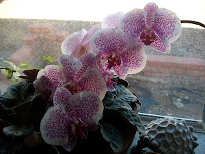 One of my orchids bloomed in time for Christmas